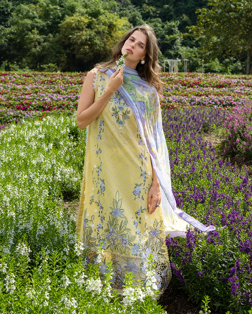 Sunlit Meadow